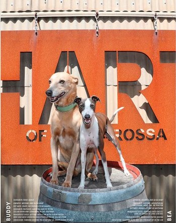 Wine Dogs Australia